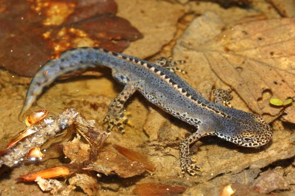 Alpiene Salamander Ichthyosaura Alpestris Mannetje Een Natuurlijke Habitat — Stockfoto