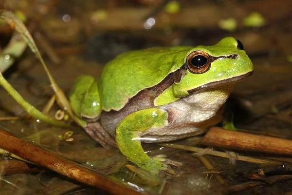 European Tree Frog Hyla Arborea Female Natural Habitat — Stock Photo, Image