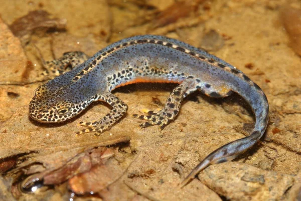 Tritón Alpino Ichthyosaura Alpestris Macho Hábitat Natural — Foto de Stock