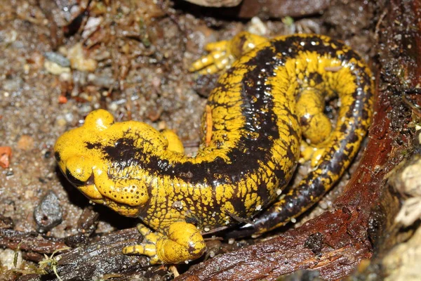 火蜥蜴 Salamandra Salamandra Alfredschmidti 生活在其自然栖息地 — 图库照片