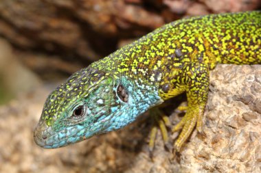 Avrupa yeşil kertenkelesi (Lacerta viridis) keneli erkek baş detayı