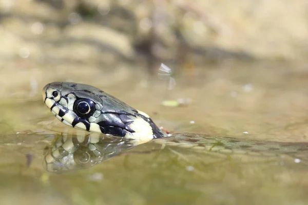 Травяная Змея Natrix Natrix Плавает Поверхности Воды Голова Змеи Видна — стоковое фото