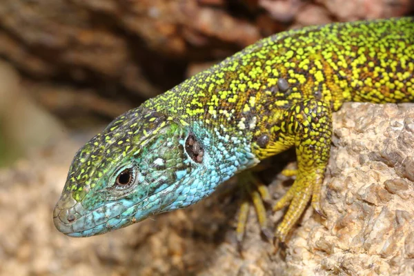 European Green Lizard Lacerta Viridis Male Head Detail Ticks — Stock Photo, Image