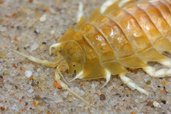 Kopf Von Benthischen Isopoden Krebstieren Saduria Entomon Auf Dem Sandigen — Stockfoto