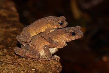 Crested toad (Ingerophrynus divergens) couple in amplexus from a natural habitat, Borneo clipart