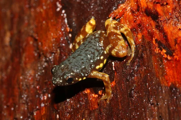 Brown Thorny Frog, Spiny-heeled Froglet, Saffron-bellied Frog (Chaperina fusca) in a natural habitat