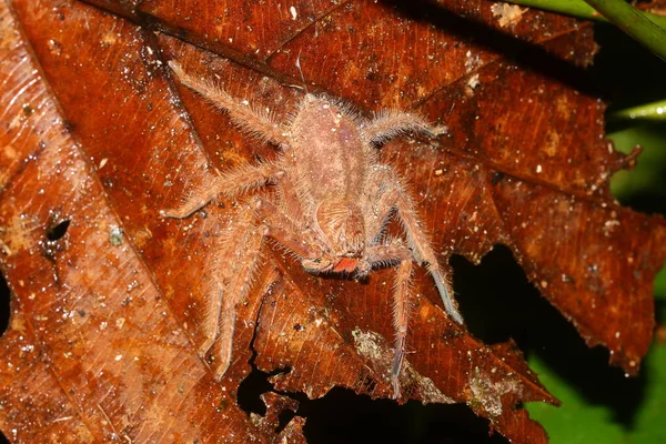 David Bowie Huntsman Spider Heteropoda Davidbowie Sulla Foglia Habitat Naturale — Foto Stock