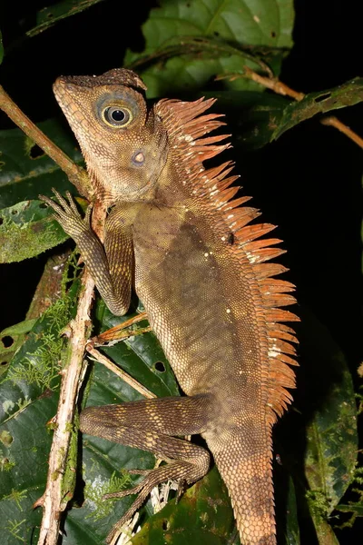 Borneo Forest Dragon Gonocephalus Bornensis Естественной Среде Обитания — стоковое фото