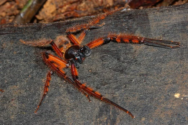 Rhitymna Pinangensis Cazador Arañas Naranja Macho Selva Borneo — Foto de Stock
