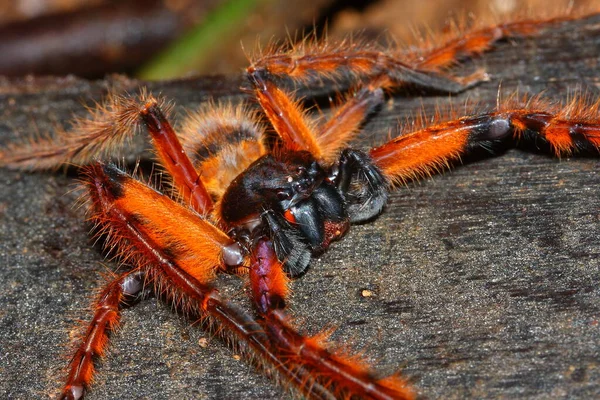 File:Macaco-aranha-de-cara-vermelha-2.jpg - Wikimedia Commons