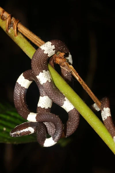 Den Bruna Vargormen Lycodon Effraenis Naturlig Miljö — Stockfoto