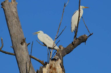 Büyük balıkçıl, ortak balıkçıl, büyük balıkçıl, büyük beyaz balıkçıl, büyük balıkçıl (Ardea alba, Egretta alba) kış mevsiminde ağaç dalında iki kuş.