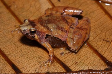 Matang dar ağızlı kurbağa, Borneo dar ağızlı kurbağa (Microhyla borneensis) doğal bir yaşam alanında