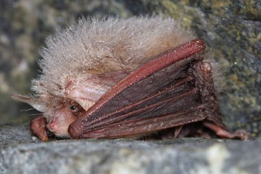Daubenton 'un yarasası veya Daubenton' un miyoti (Myotis daubentonii) mağarada küçük bir kürk damlasıyla kışı geçirir.