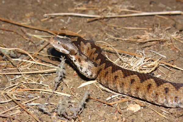 서식지에서 뿔달린 Vipera Ammodyte — 스톡 사진