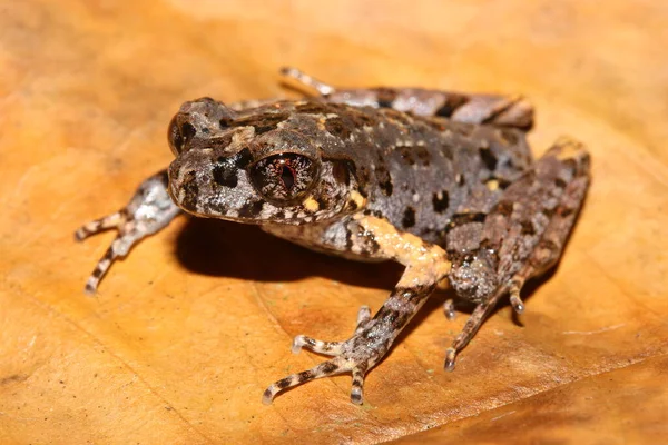 Twittrande Kattgroda Leptobrachella Fritinniens Naturlig Livsmiljö — Stockfoto