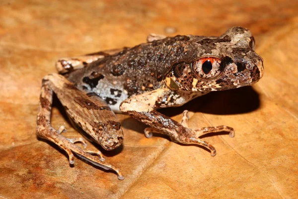 Matang Asian Toad, Gracile Litter Frog, Sarawak Slender Litter Frog, Slender Litter Frog (Leptolalax gracilis) in a natural habitat