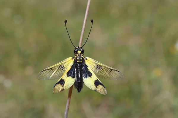 Mosca Coruja Libelloides Macaronius Habitat Natural — Fotografia de Stock