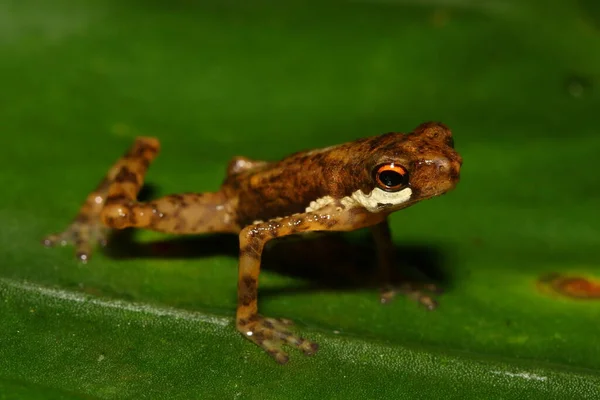 Saint Andrew Cross Toadlet Kortbent Dvärgpadda Dvärgpadda Pelophryne Signata Naturlig — Stockfoto