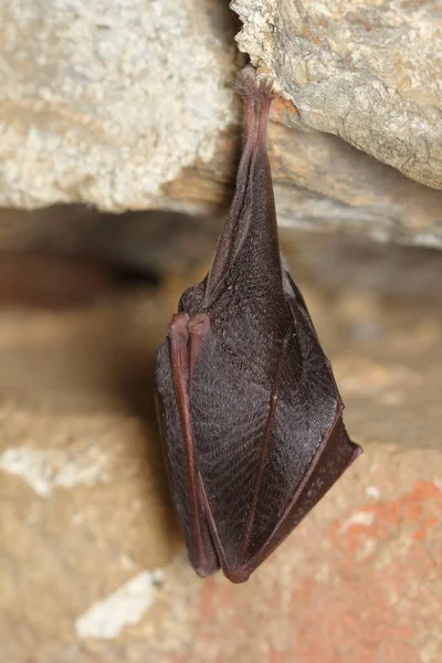 Morcego Ferradura Menor Rhinolophus Hipposideros Wintering Indivíduo Parede — Fotografia de Stock