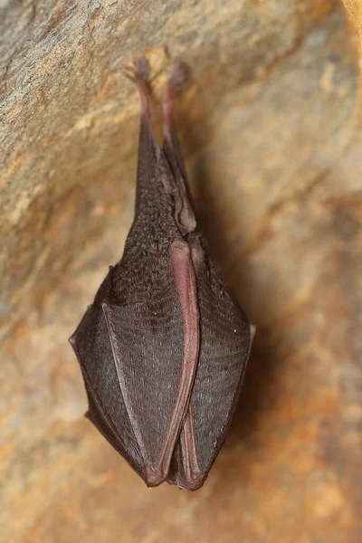 Morcego Ferradura Menor Rhinolophus Hipposideros Wintering Indivíduo Parede — Fotografia de Stock