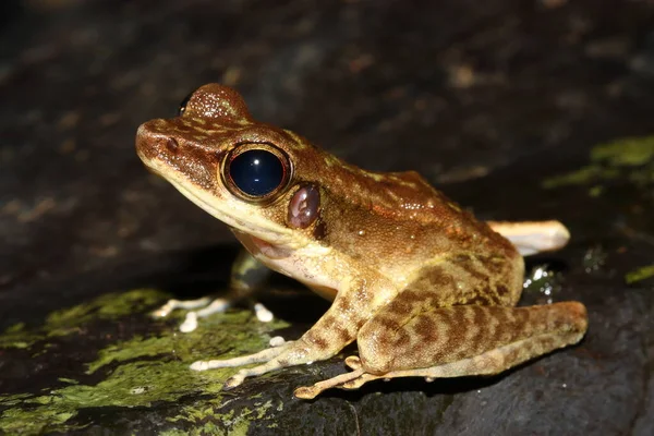 Malaysian Borneo Frog Meristogenys Poecilus Natural Habitat Stock Picture
