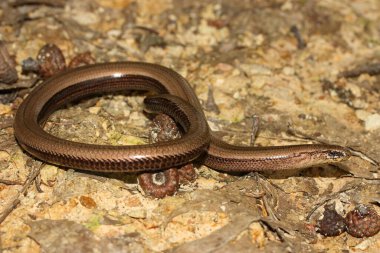 Yavaş solucan (Anguis fragilis) doğal yaşam alanında