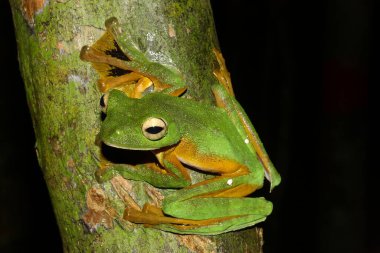 Wallace uçuşu (Rhacophorus nigropalmatus) ağaç gövdesinde Borneo 'dan