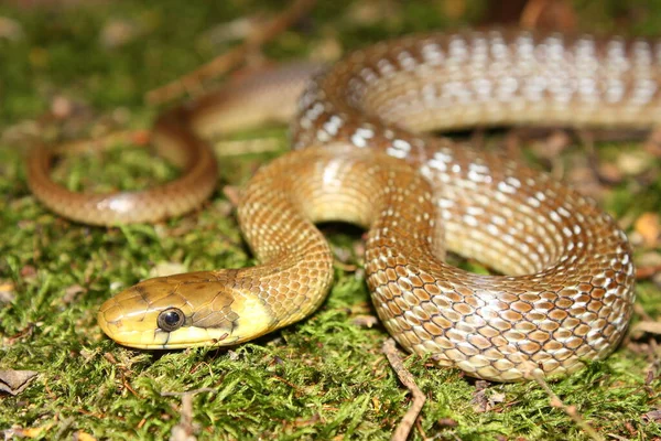 Serpent Esculape Zamenis Longissimus Dans Habitat Naturel — Photo