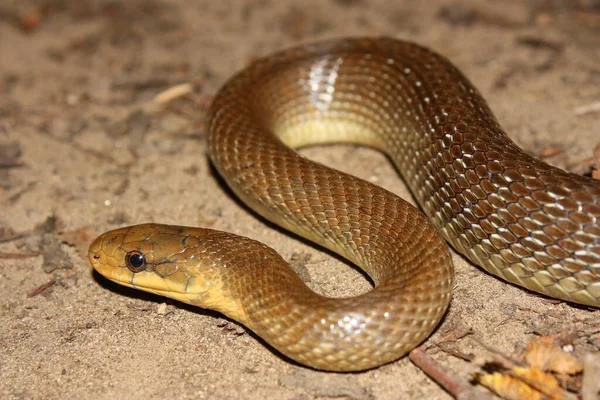 Serpente Esculpapiana Zamenis Longissimus Habitat Natural — Fotografia de Stock