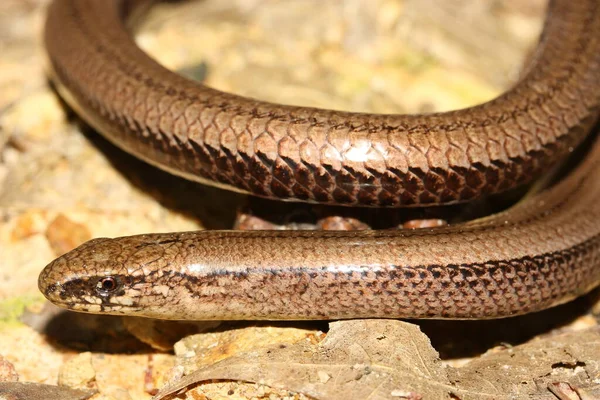 Ver Lent Anguis Fragilis Dans Habitat Naturel Détail Tête — Photo