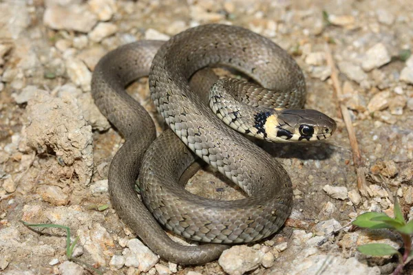 Serpiente Hierba Europea Natrix Natrix Juvenil —  Fotos de Stock