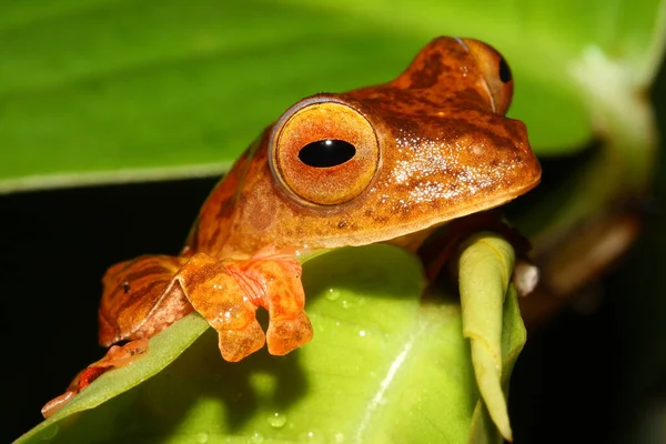Harlequin Tree Frog Rhacophorus Pardalis Natural Habitat Head Detail — Stock Photo, Image