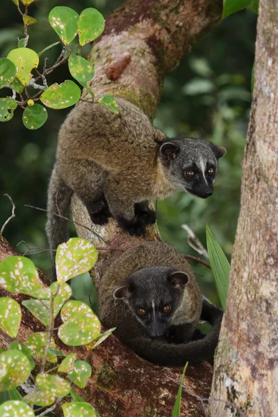 Gruppo Giovani Civetta Tre Strisce Arctogalidia Trivigata Habitat Naturale Borneo — Foto Stock