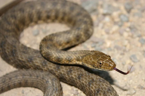 Dice Snake Natrix Tessellata Natural Habitat — Stok Foto