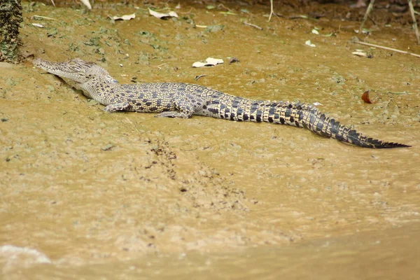 Das Salzwasserkrokodil Crocodylus Porosus Seinem Natürlichen Lebensraum Auf Borneo — Stockfoto