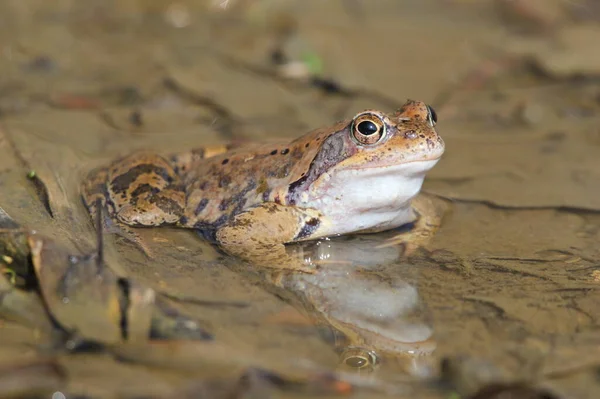 Gewone Kikker Europese Bruine Kikker Europese Graskikker Europese Vijverkikker Rana — Stockfoto