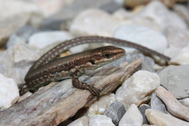 Yaygın duvar kertenkelesi, Avrupa duvar kertenkelesi (Podarcis muralis) doğal bir yaşam alanındadır.