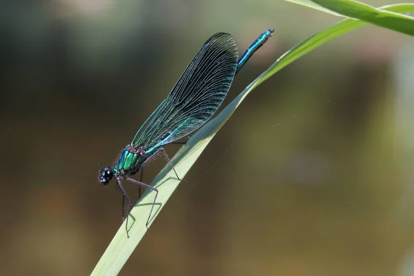 Banded Demoiselle Calopteryx Splendens Male Green Leaf Reed — Stock Photo, Image