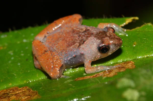 自然生息地での狭い口のカエル Microhyla Borneensis Microhyla Nepenthicola のマタン — ストック写真