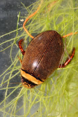 Erkek dalış böceği (Graphoderus çifteatus) doğal sualtı ortamında