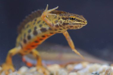 Pürüzsüz semender, Avrupa semenderi, kuzey pürüzsüz semender (Lissotriton vulgaris) erkek deniz altı doğal habitatında