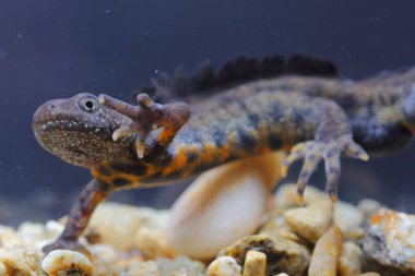 İtalyan armalı semender (Triturus carnifex) erkek sualtı doğal ortamında.