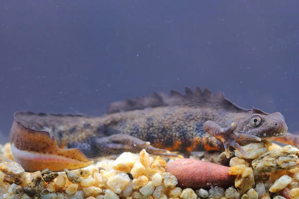 İtalyan armalı semender (Triturus carnifex) erkek sualtı doğal ortamında.