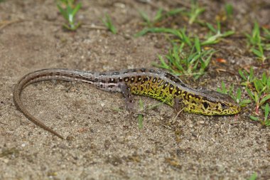 Kum kertenkelesi (Lacerta agilis) erkek doğal yaşam alanında.