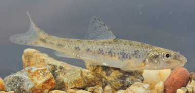 Gudgeon (Gobio gobio) doğal bir sualtı habitatında