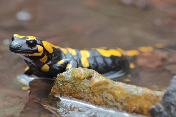 Саламандра Salamandra Salamandra Самка Рожает Личинки Потоке — стоковое фото