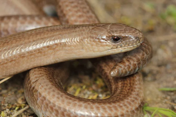 Slow Worm Deaf Adder Slowworm Blindworm Long Cripple Anguis Fragilis — 스톡 사진