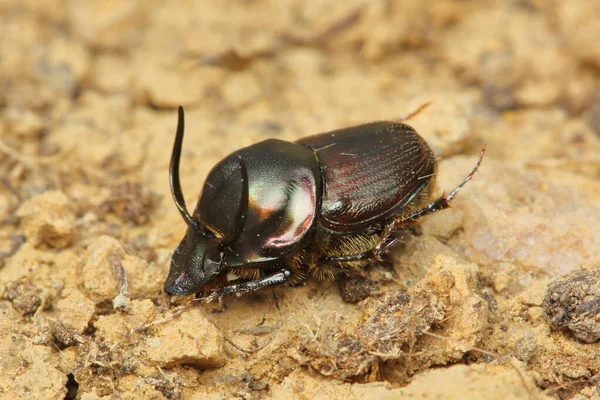 Dung Beetle Onthophagus Illyricus Male Natural Habitat — Stock Photo, Image