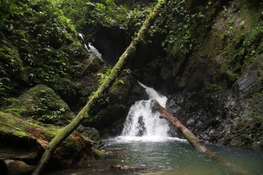 Ulu Temburong Ulusal Parkı, Brunei Darussalam, Borneo Adası 'ndaki tropikal yağmur ormanlarının iç kesimlerindeki küçük şelale ve akarsu.
